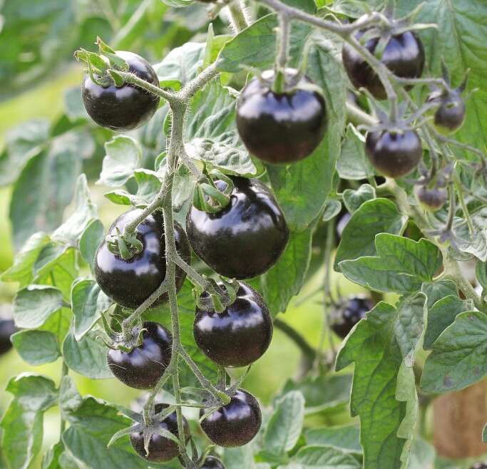 Finest Black Tomatoes – Darkish And Scrumptious Varieties To Strive