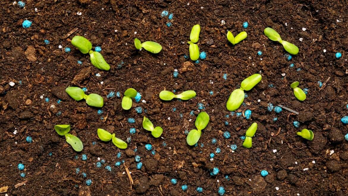 Fertilizer: The Function of Nitrogen within the Backyard