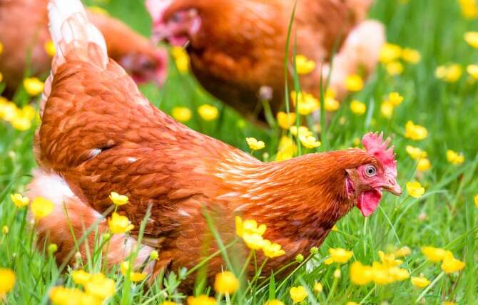 Why You Ought to Plant A Hen Backyard & How To Get Began