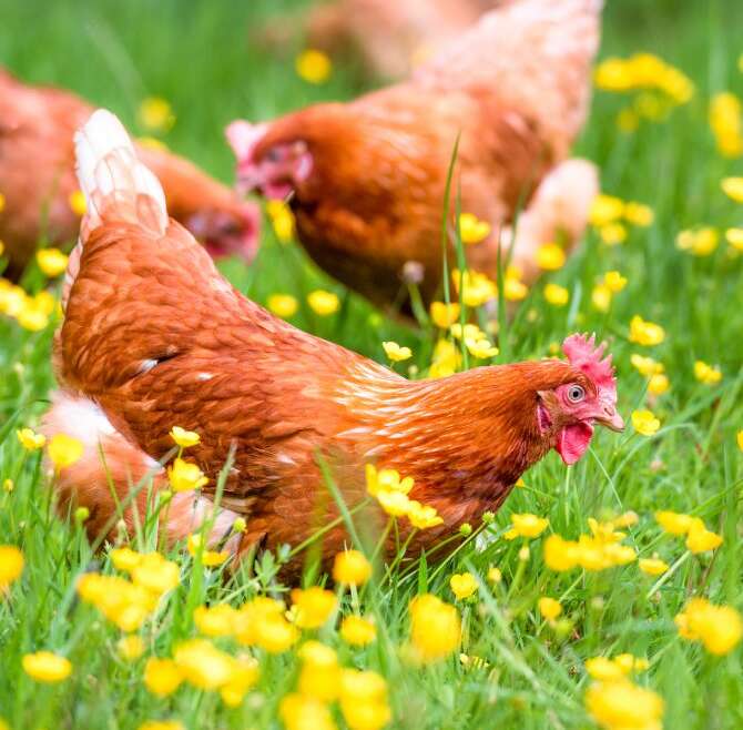 Why You Ought to Plant A Hen Backyard & How To Get Began