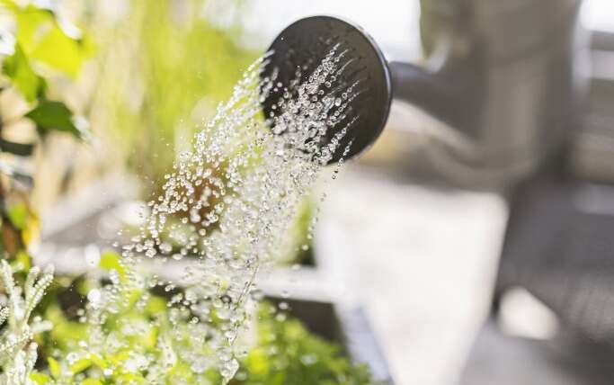 Gardening For Higher Water: How Gardening Impacts Water Provide