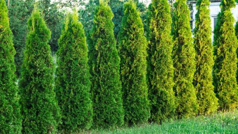 When and The right way to Fertilize Arborvitae