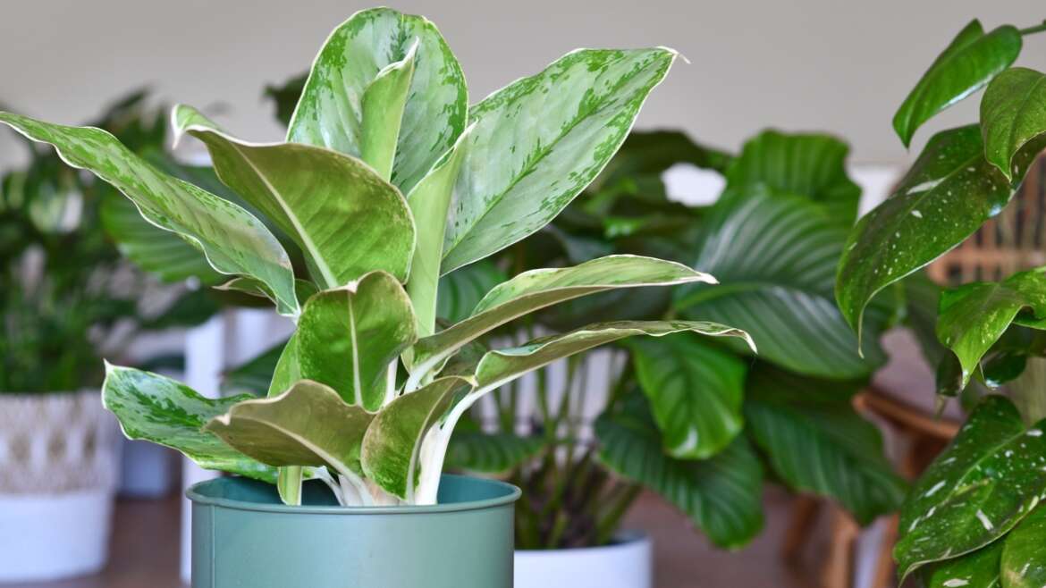 A Complete Information to Lighting For Houseplants