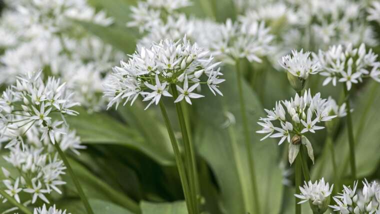 Controlling Allium Crops & How To Handle Flowering Onions