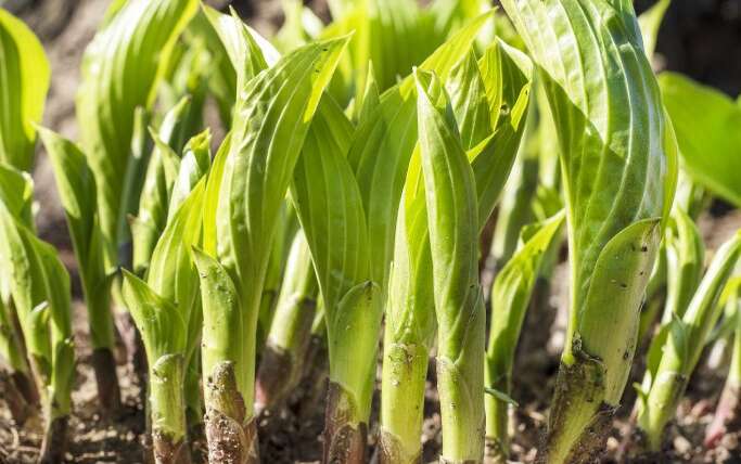 Are Hostas Edible? How To Harvest & Eat A Perennial Favourite