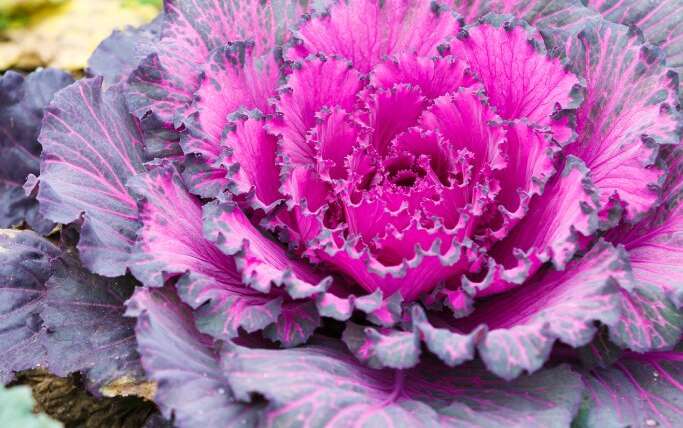 Purple Leafy Greens To Add Colour To Your Backyard