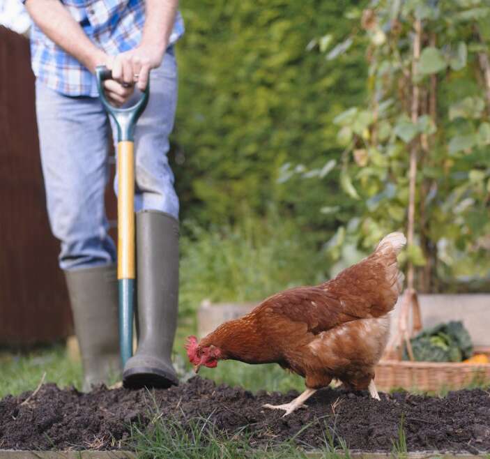 Do Chickens Eat Bugs? Utilizing Poultry As Natural Pest Management