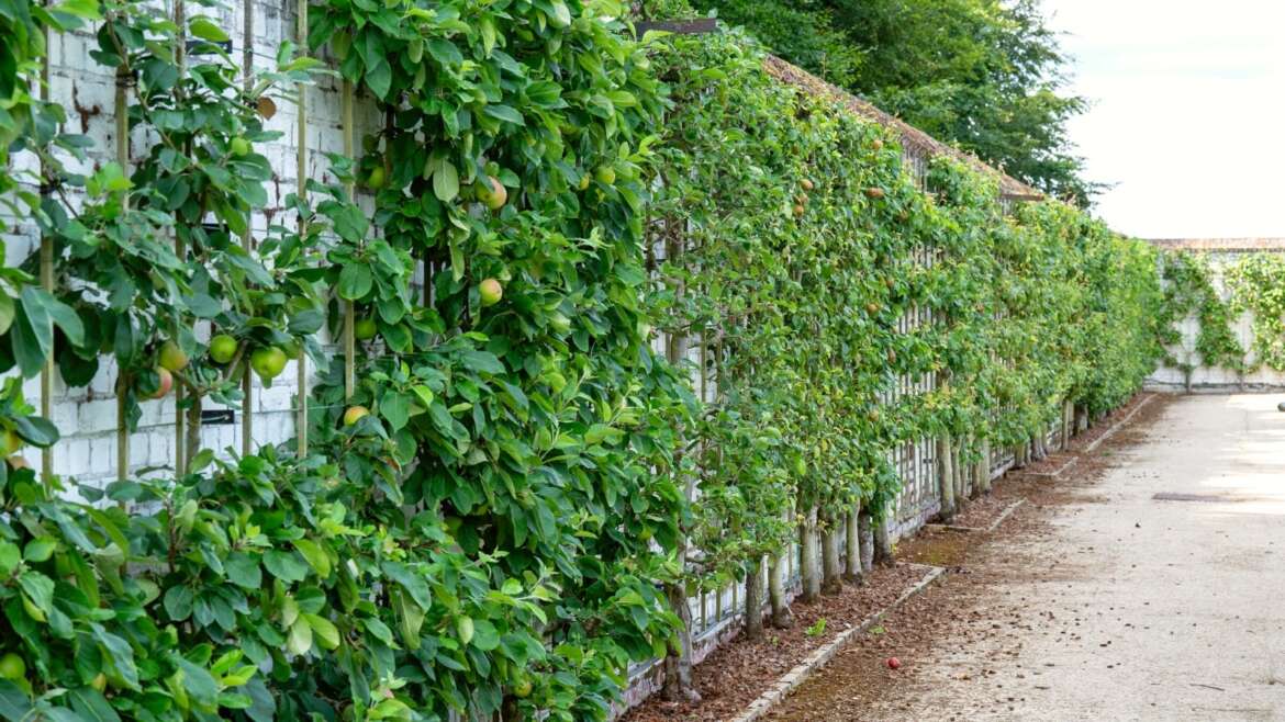 The best way to Espalier Fruit Bushes and Climbing Crops