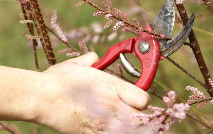 four Vegetation You Shouldn’t Prune In Spring: Key Ornamentals To Depart Alone