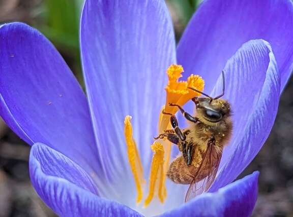 When To Clear Up Backyard Beds In Spring To Defend Pollinators