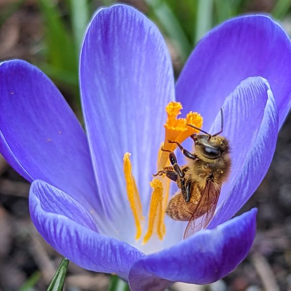 When To Clear Up Backyard Beds In Spring To Defend Pollinators