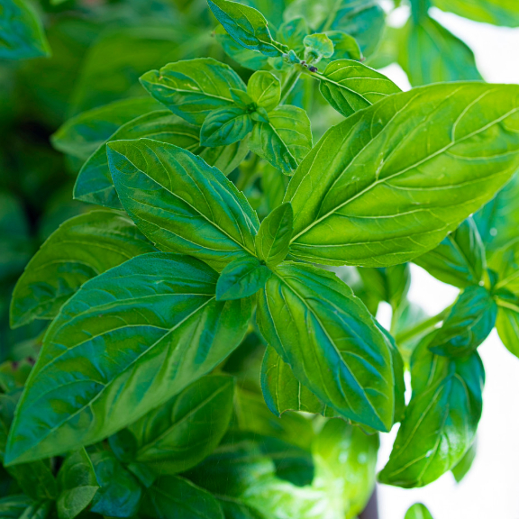 Beginner Container Gardening: 12 months Of The Massive Basil Plant