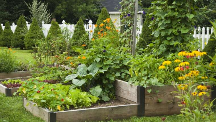 Develop A Lovely Vegetable Backyard That’s A Feast For The Eyes