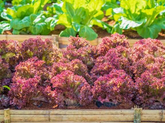 5 Crimson Leaf Lettuce Varieties To Spice Up Your Backyard Greens