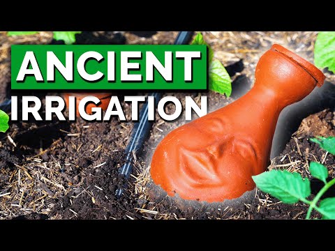 How and Why to Use an Olla to Water Your Backyard