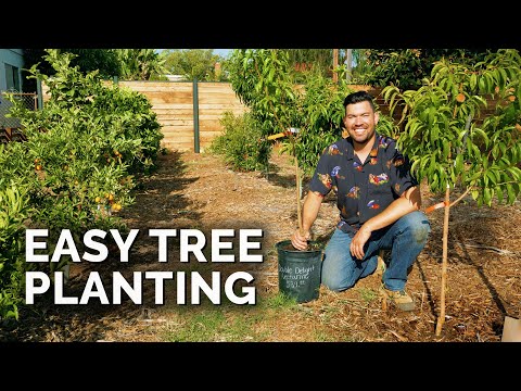 The best way to Plant, Develop, and Care For Fig Timber