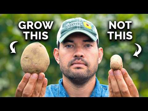 9 Suggestions for Planting Potatoes This Season