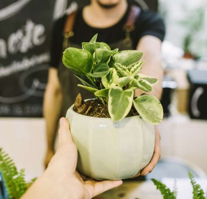 Low-cost Indoor Vegetation To Add To Your Assortment