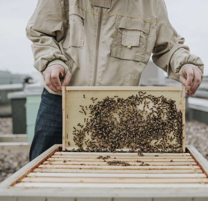 City Beekeeping Information: High Ideas For Elevating Bees In The Metropolis