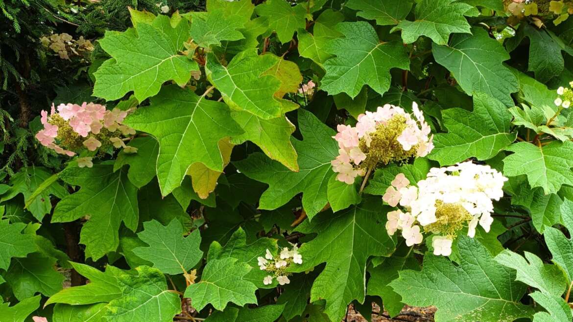 13 Newbie-Pleasant Hydrangea Varieties
