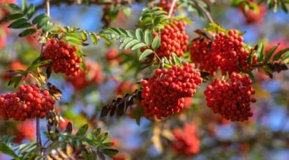 Find out how to Plant, Develop, and Take care of American Mountain Ash Bushes