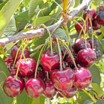 Methods to Plant, Develop, and Look after ‘Bing’ Cherry Bushes