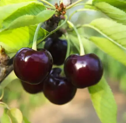 The best way to Plant, Develop, and Take care of ‘Black Tartarian’ Cherry Bushes