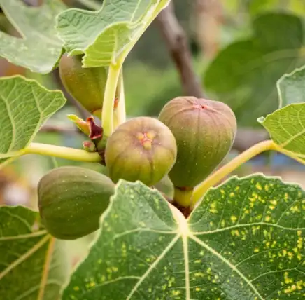 Learn how to Plant, Develop, and Care For ‘Brown Turkey’ Figs