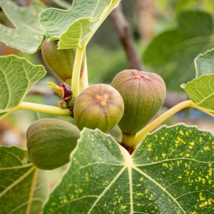 Learn how to Plant, Develop, and Care For ‘Brown Turkey’ Figs