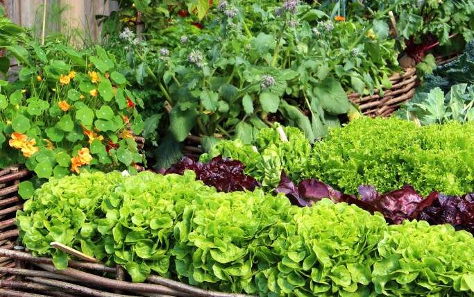 Crops for City Rising: Eight Edible Crops For City Gardens