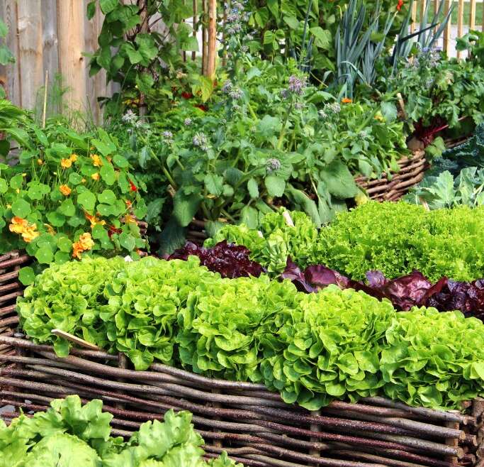 Crops for City Rising: Eight Edible Crops For City Gardens