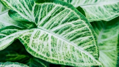 How one can Plant, Develop, and Take care of Caladium