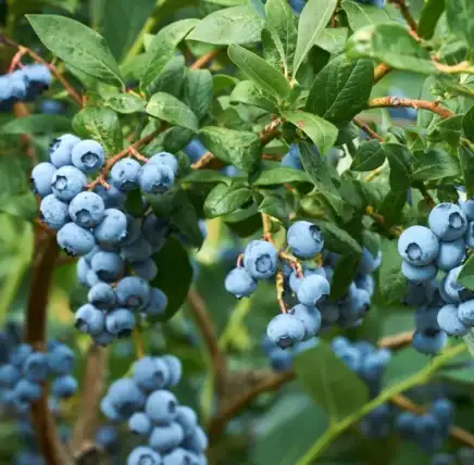 The way to Plant, Develop, and Look after ‘Duke’ Blueberries