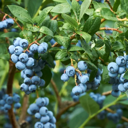 The way to Plant, Develop, and Look after ‘Duke’ Blueberries