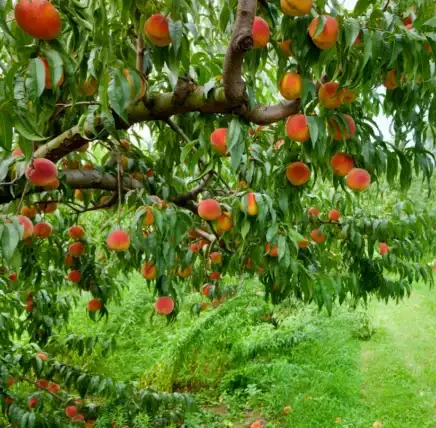 The way to Plant, Develop, and Look after ‘Elberta’ Peach Bushes