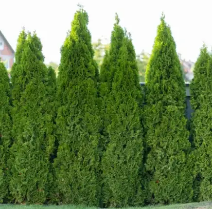 The right way to Plant, Develop, and Care For ‘Emerald Inexperienced’ Arborvitae
