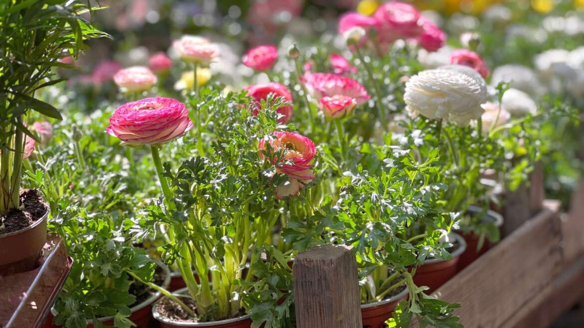11 Ideas for Rising Lovely Ranunculus in Pots