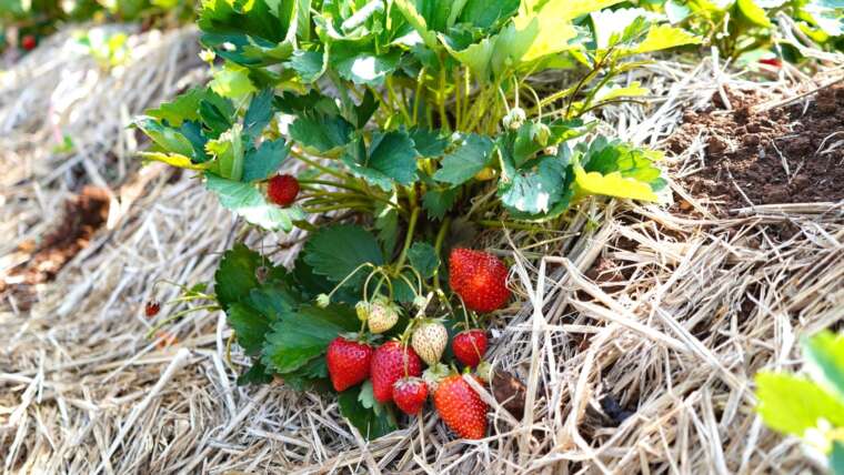 17 Finest Strawberry Varieties For Rising at Residence