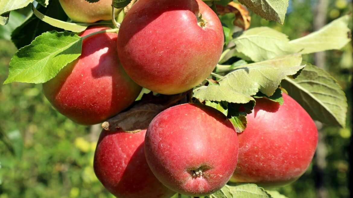 30 Most Scrumptious Apple Tree Varieties For House Gardens
