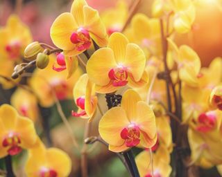 5 Laborious-To-Kill Orchids That Anybody Can Develop