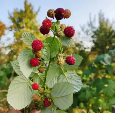 Methods to Plant, Develop, and Take care of ‘Heritage’ Raspberries
