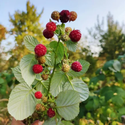Methods to Plant, Develop, and Take care of ‘Heritage’ Raspberries