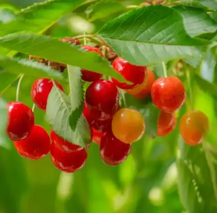 Plant, Develop, and Look after ‘Lapins’ Cherry Timber