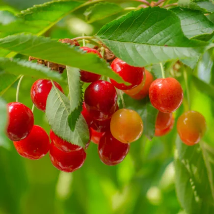 Plant, Develop, and Look after ‘Lapins’ Cherry Timber