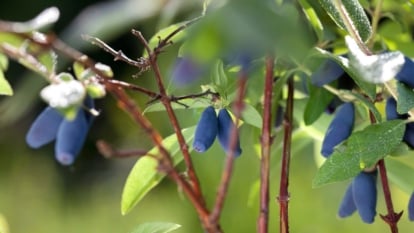 Find out how to Plant, Develop, and Look after Honeyberry Shrubs
