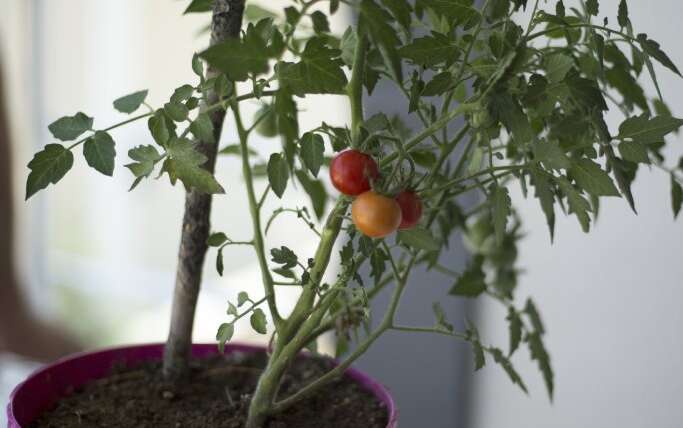 7 Finest Dwarf Tomato Crops