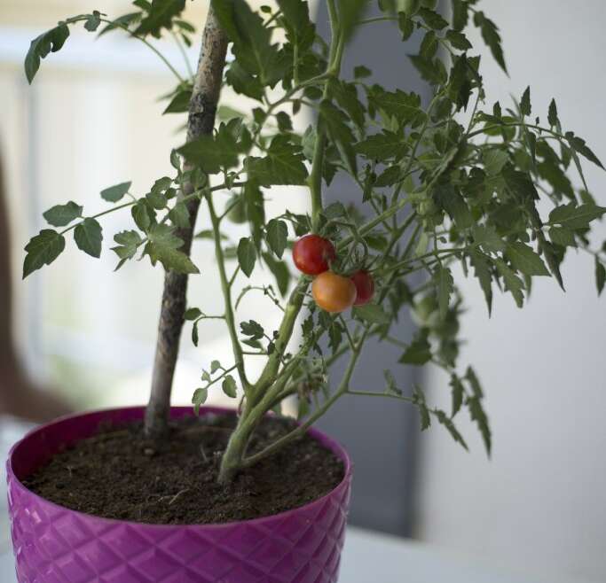 7 Finest Dwarf Tomato Crops