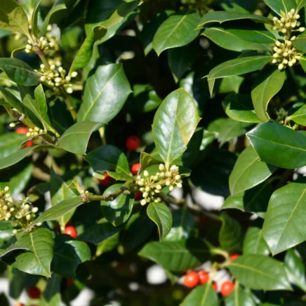Methods to Plant, Develop, and Look after ‘Nellie Stevens’ Holly