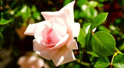 The right way to Plant, Develop, and Care For ‘New Daybreak’ Roses