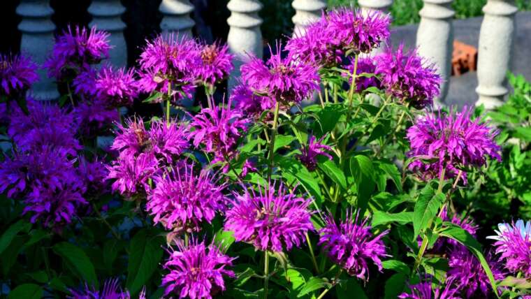 17 Finest Bee Balm Varieties for the Dwelling Backyard